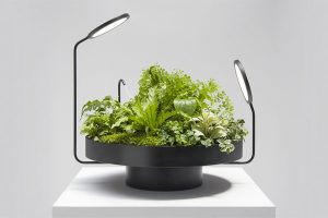 بهترین نور مصنوعی برای گیاه اپارتمانی