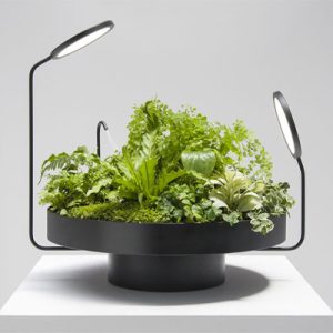 بهترین نور مصنوعی برای گیاه اپارتمانی