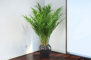 نور مورد نیاز گیاه اریکا