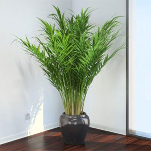 نور مورد نیاز گیاه اریکا