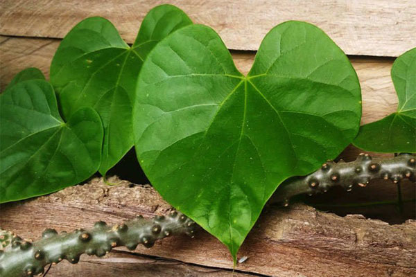 گیلوی یا گودوچی؛ درمانگر طبیعی